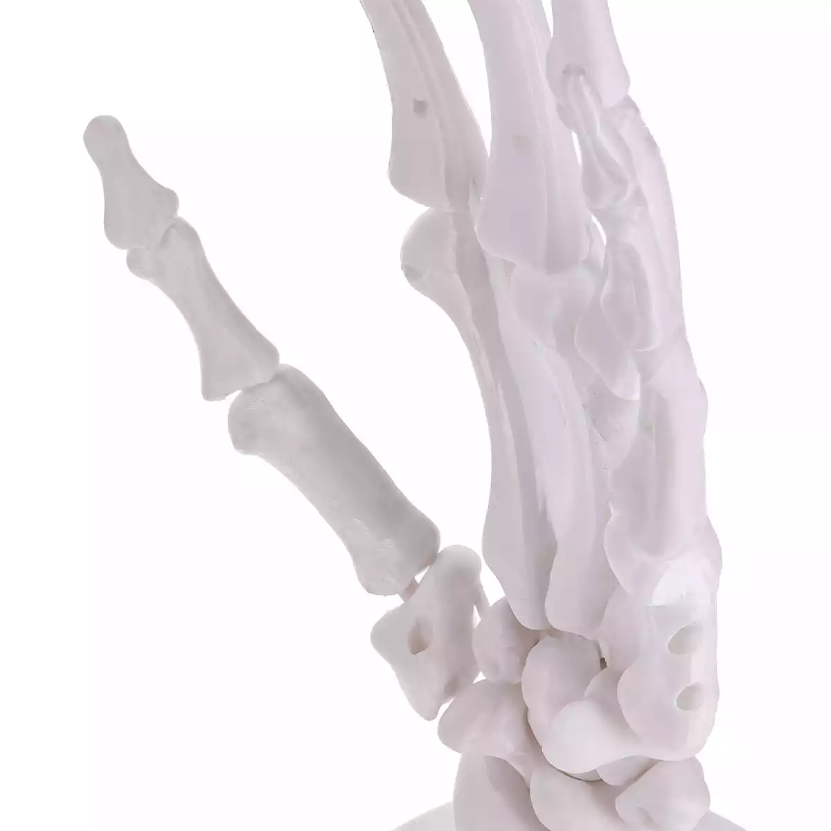  Anatomisches 3D-Puzzle der Hand "Manus"