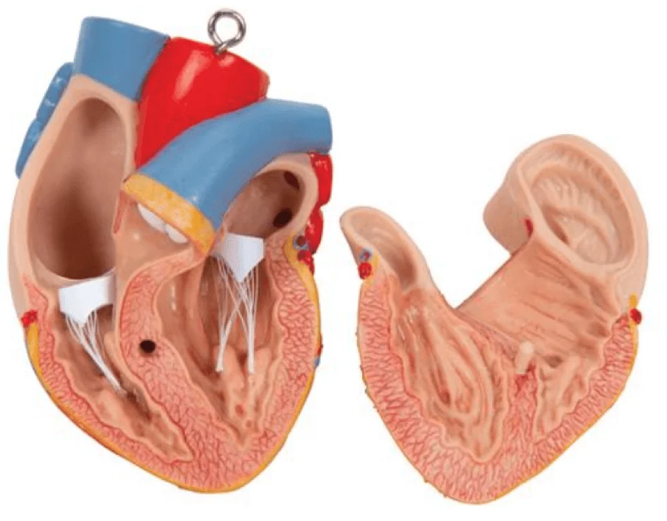  Modell Standard-Torso