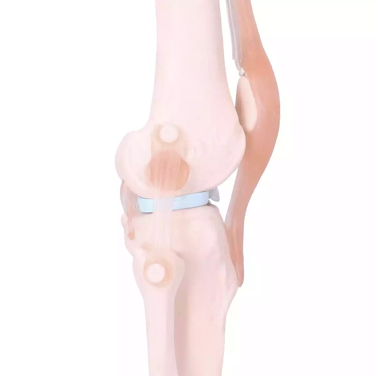  Anatomisches Kniegelenk-Modell