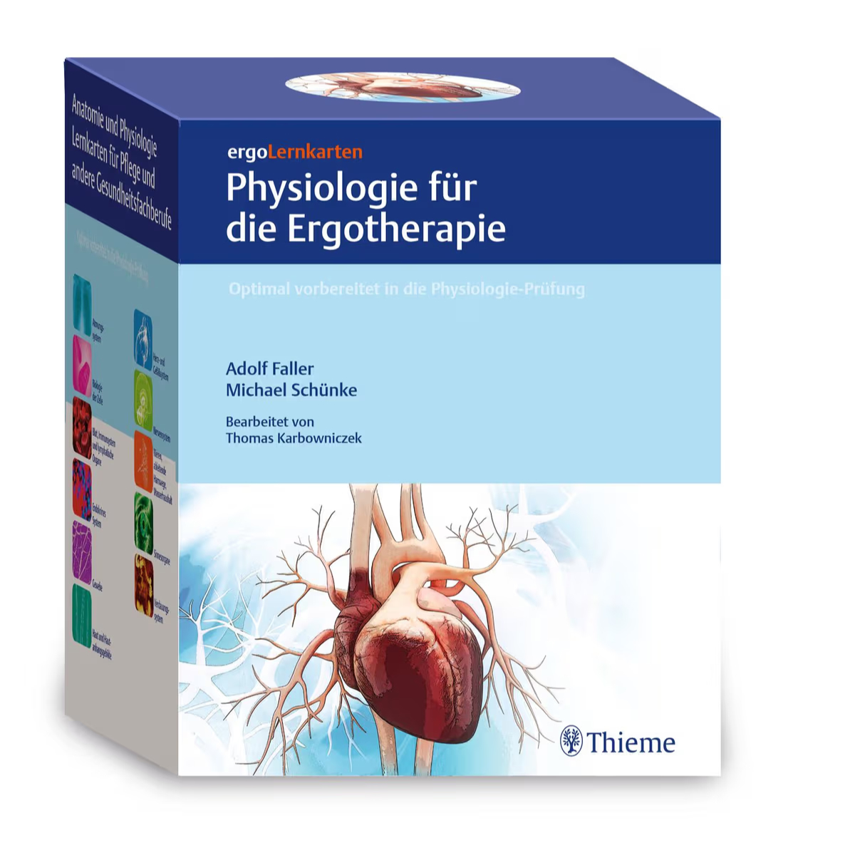  ergoLernkarten – Physiologie für die Ergotherapie