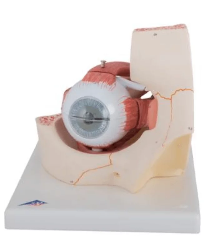  Modell Auge in Augenhöhle