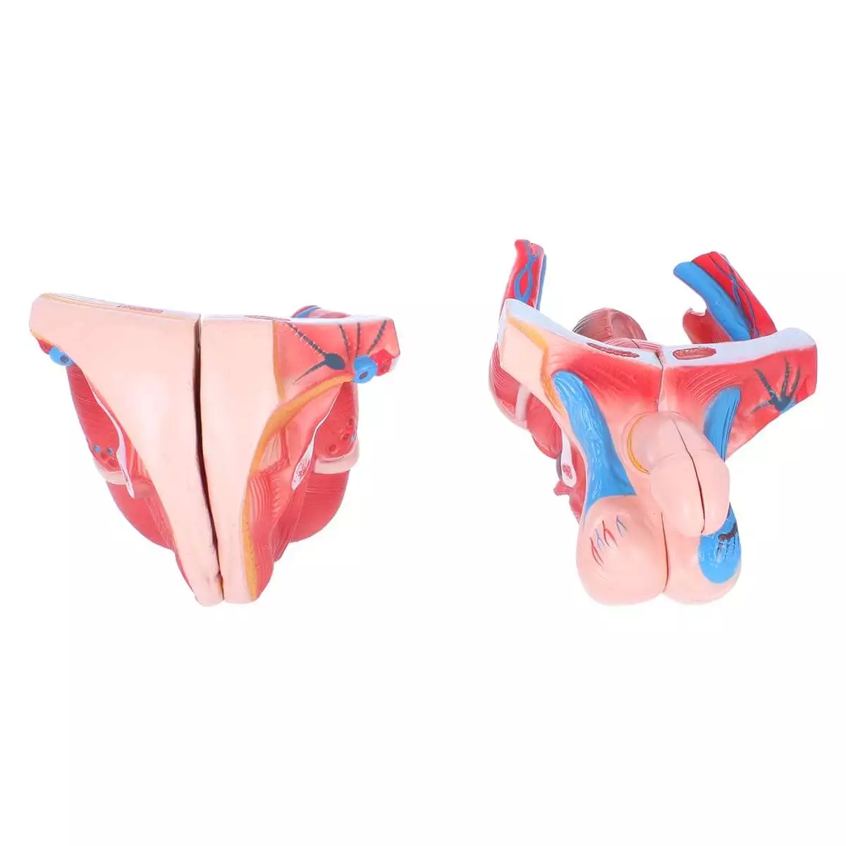  Zweigeschlechtlicher Modell-Torso