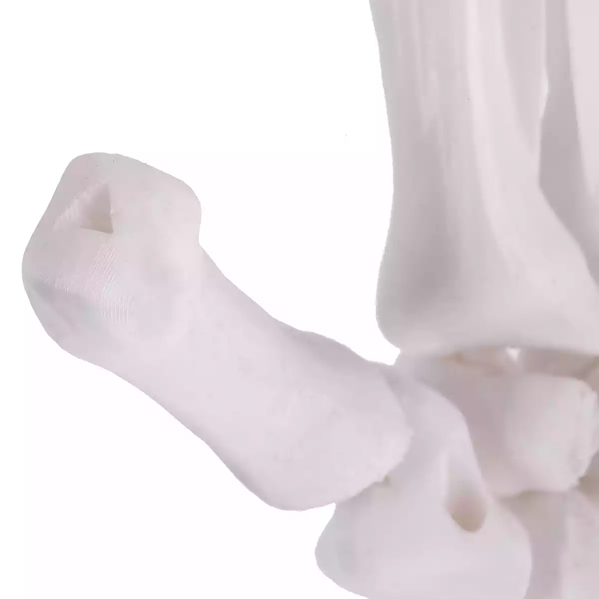  Anatomisches 3D-Puzzle der Hand "Manus"