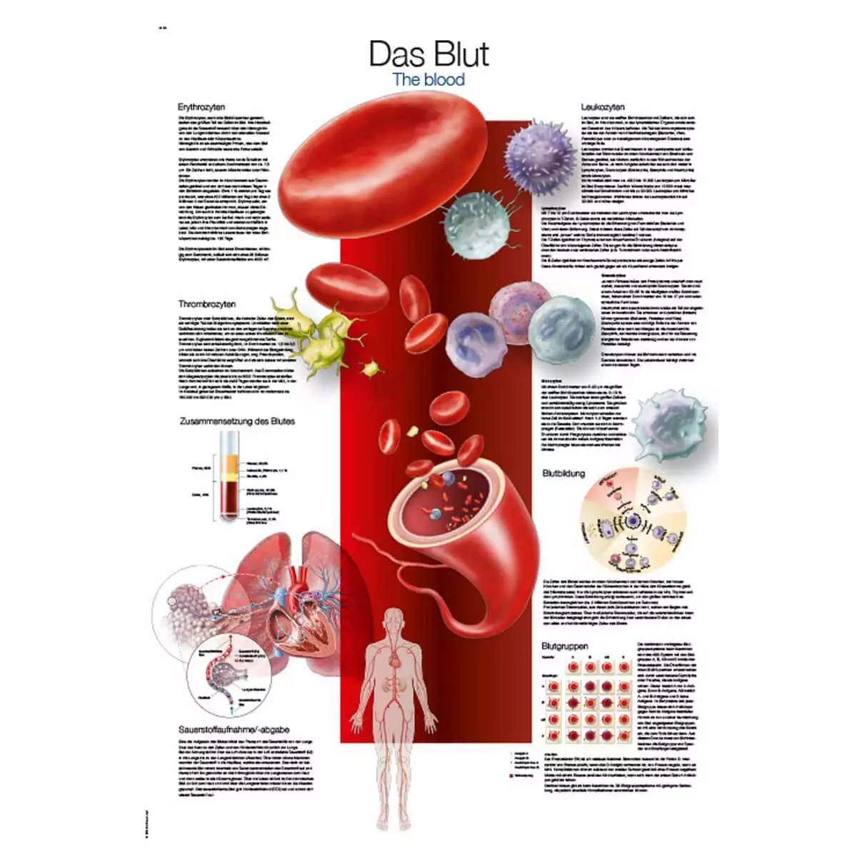  Lehrtafel – Das Blut