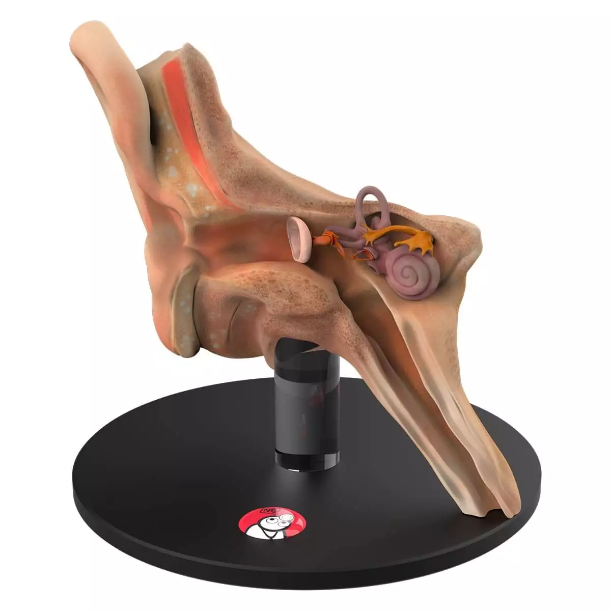  Anatomisches Ohr-Modell "Auris"