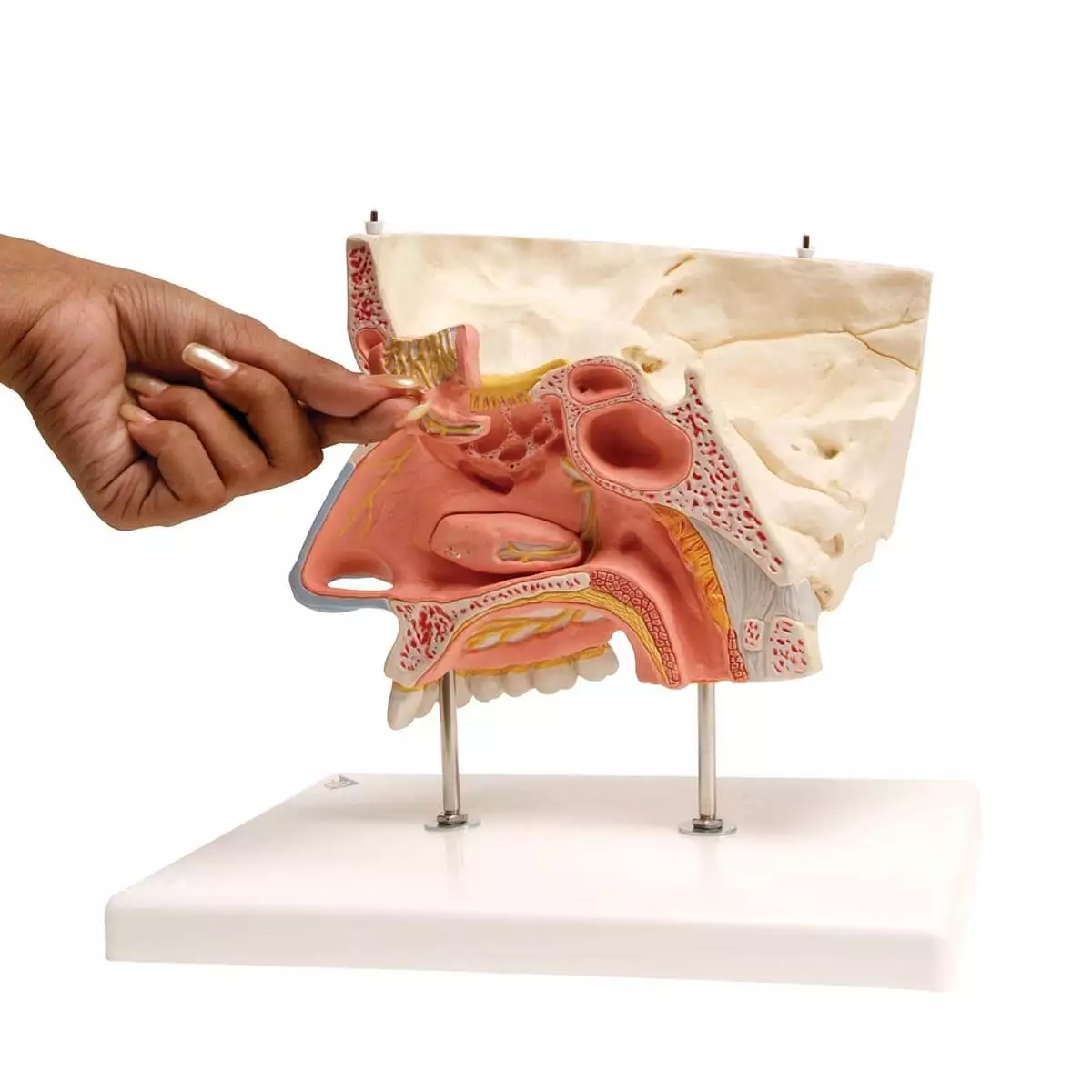  Nasenmodell