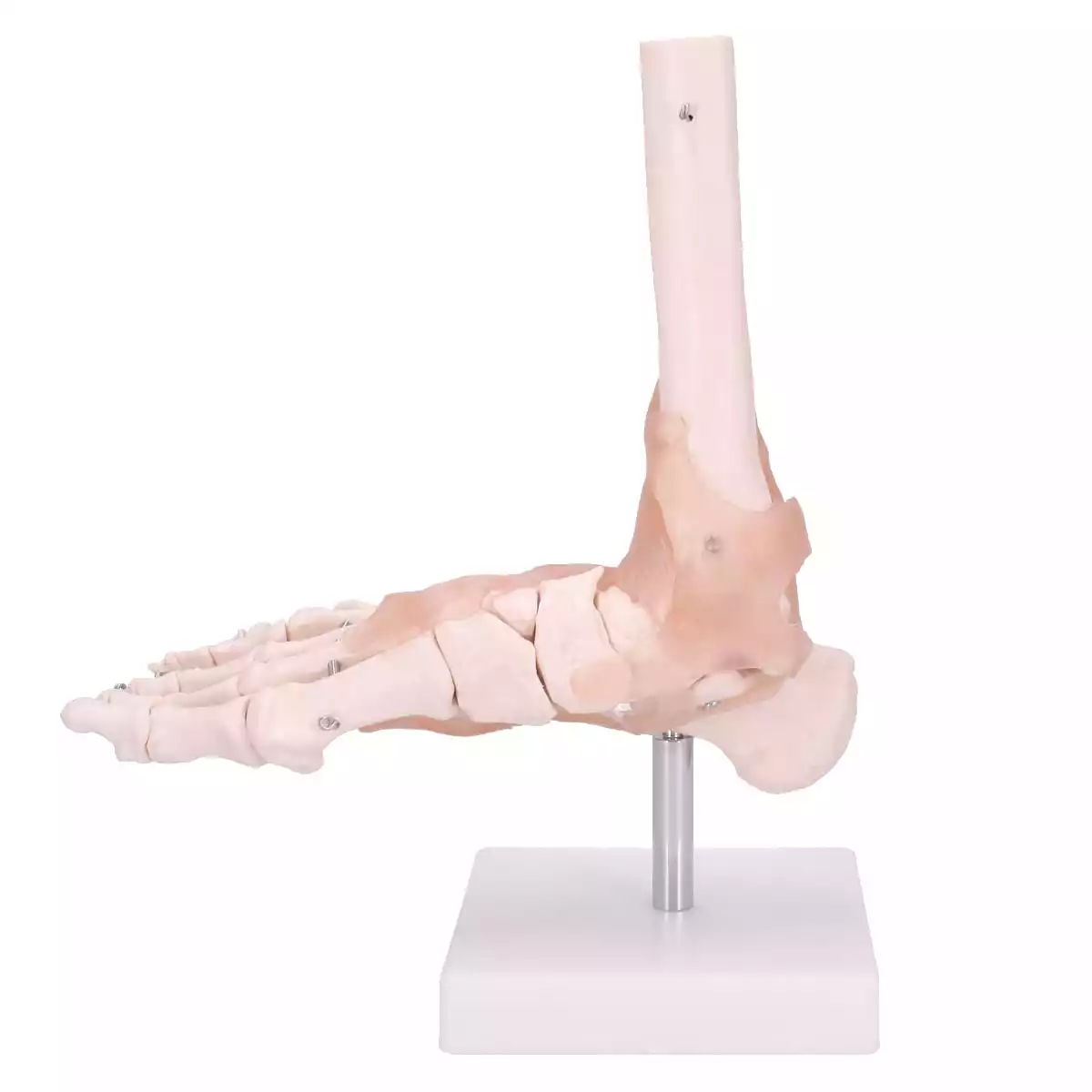  Modell Anatomisches Fuß-Skelett