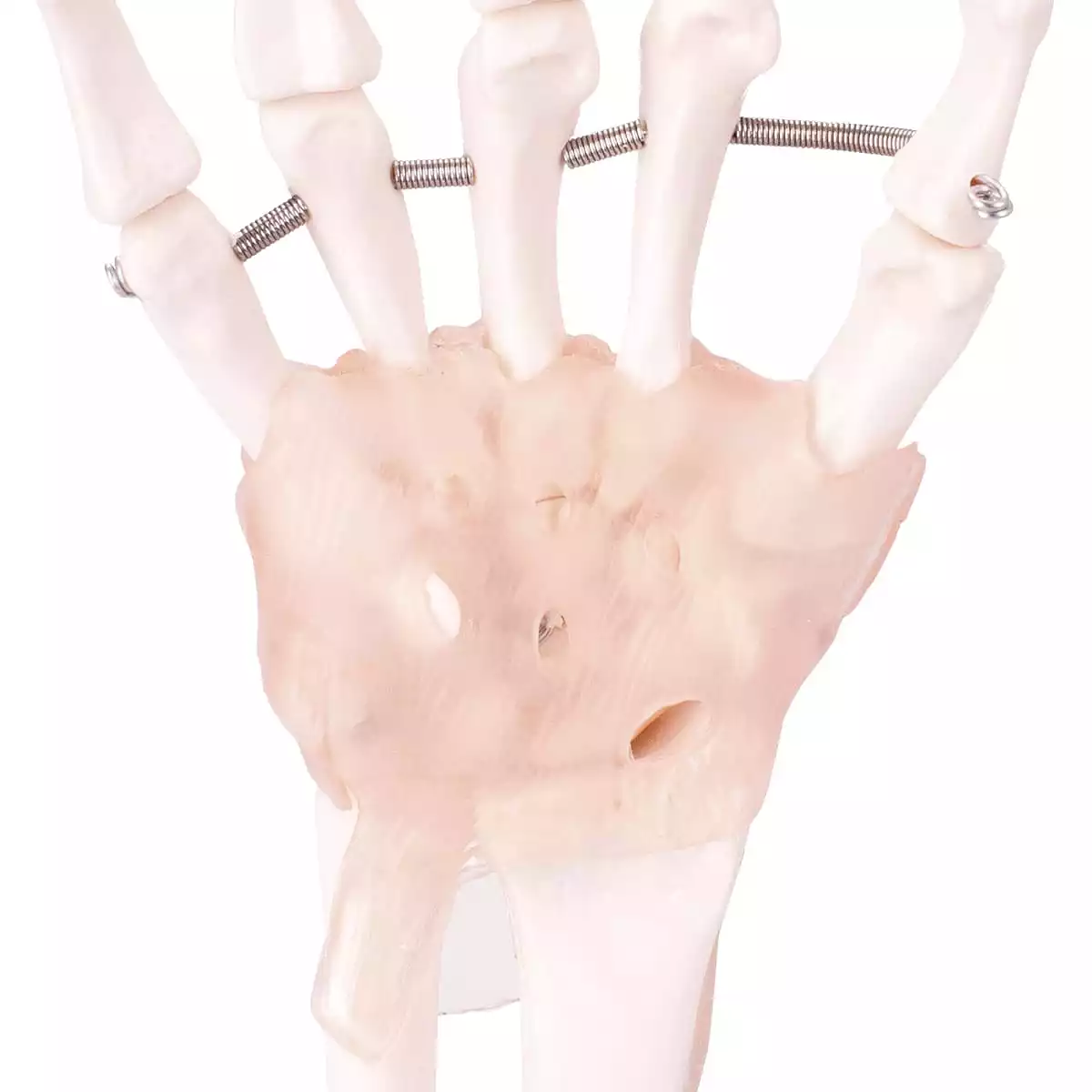  Modell Anatomisches Hand-Skelett