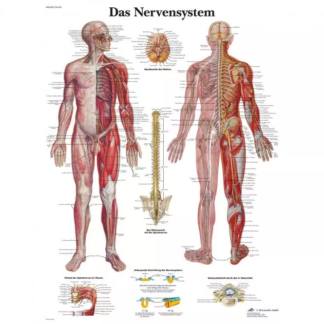  Lehrtafel – Das Nervensystem