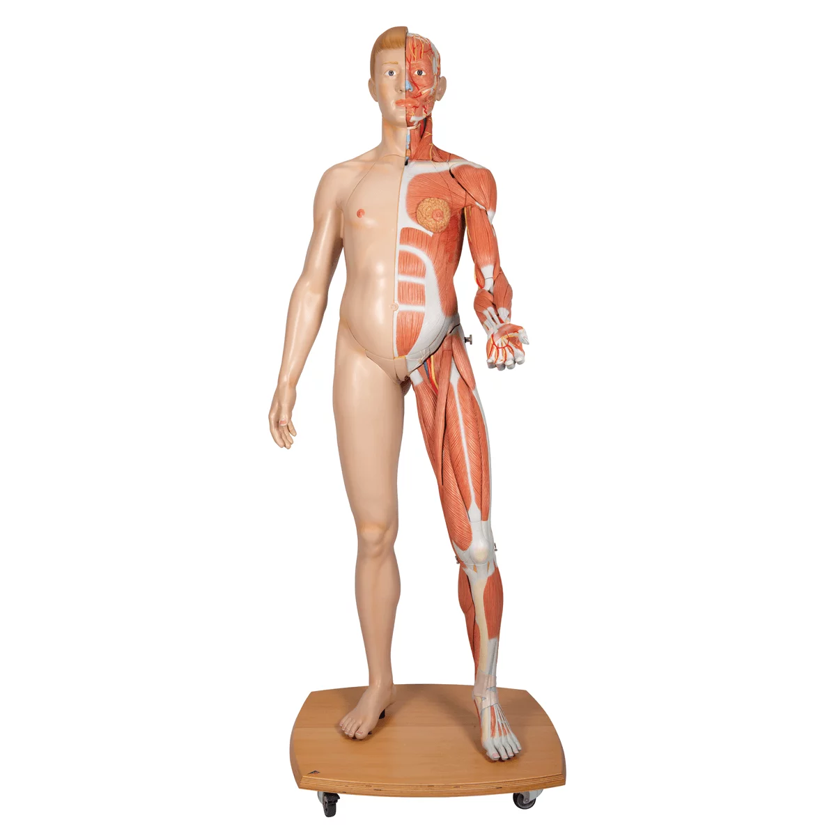  Modell Lebensgroße zweigeschlechtige Muskelfigur