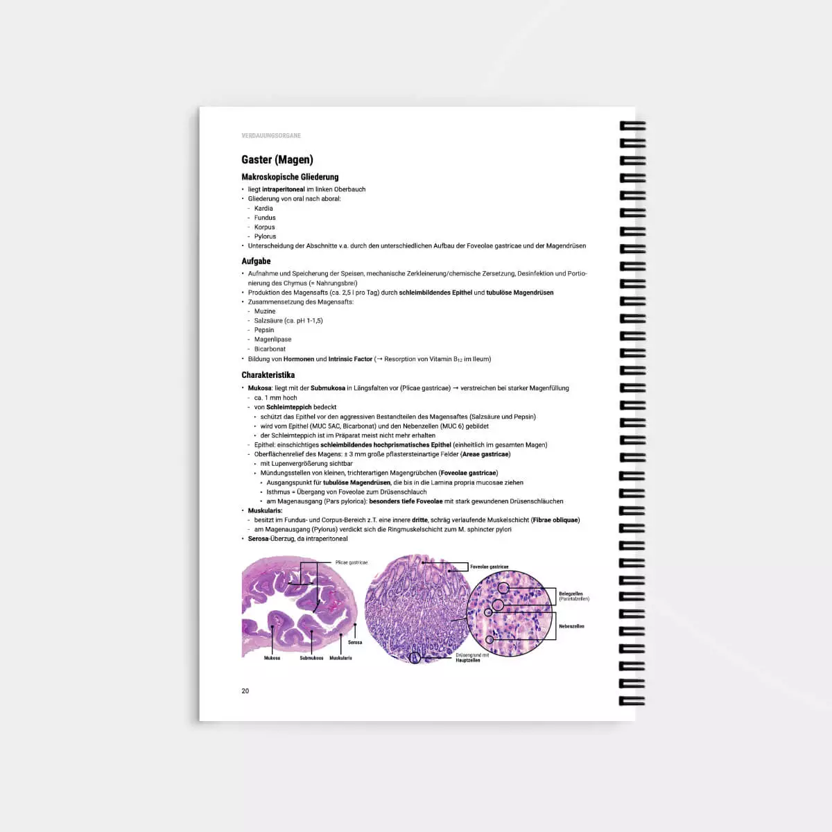 Histologie Lernskript Histologie Lernskript