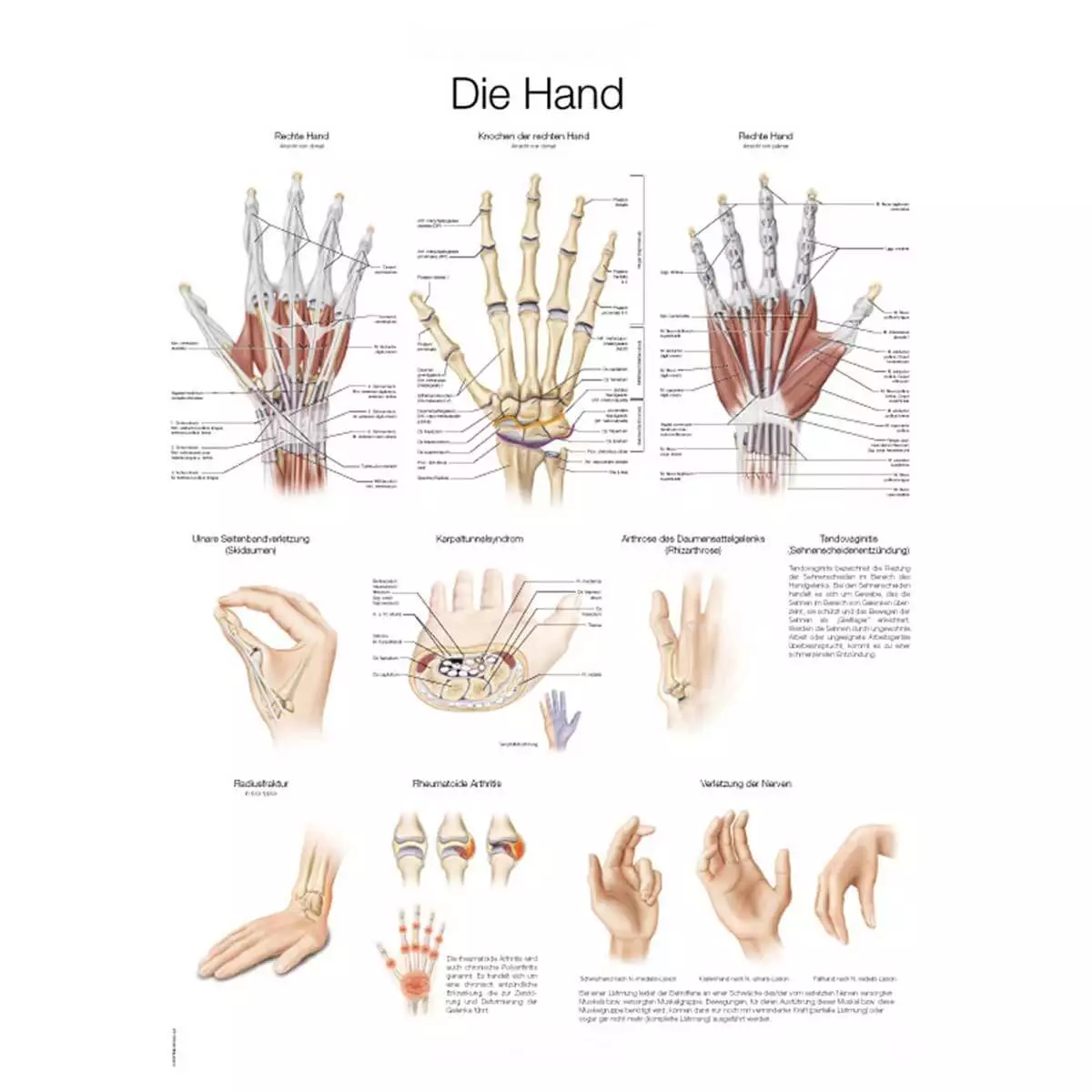  Lehrtafel – Die Hand