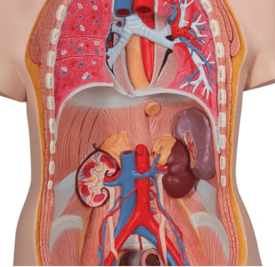  Modell Standard-Torso