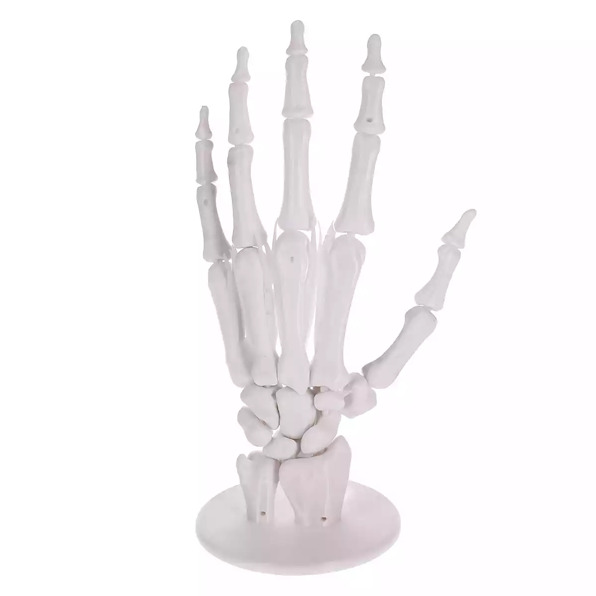  Anatomisches 3D-Puzzle der Hand "Manus"