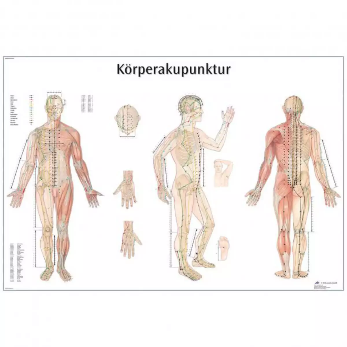  Lehrtafel – Körperakupunktur