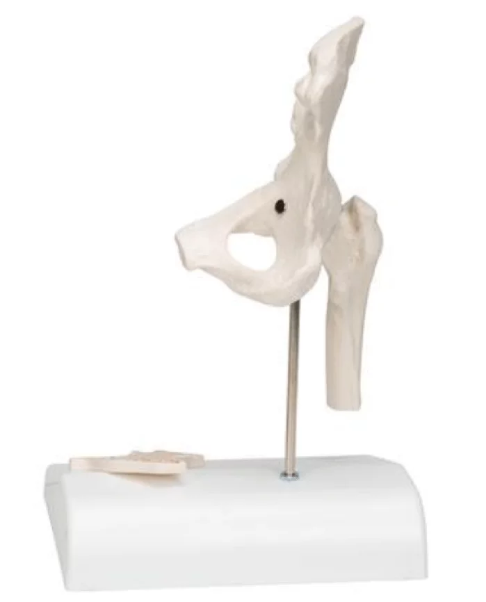  Mini-Modell Hüftgelenk