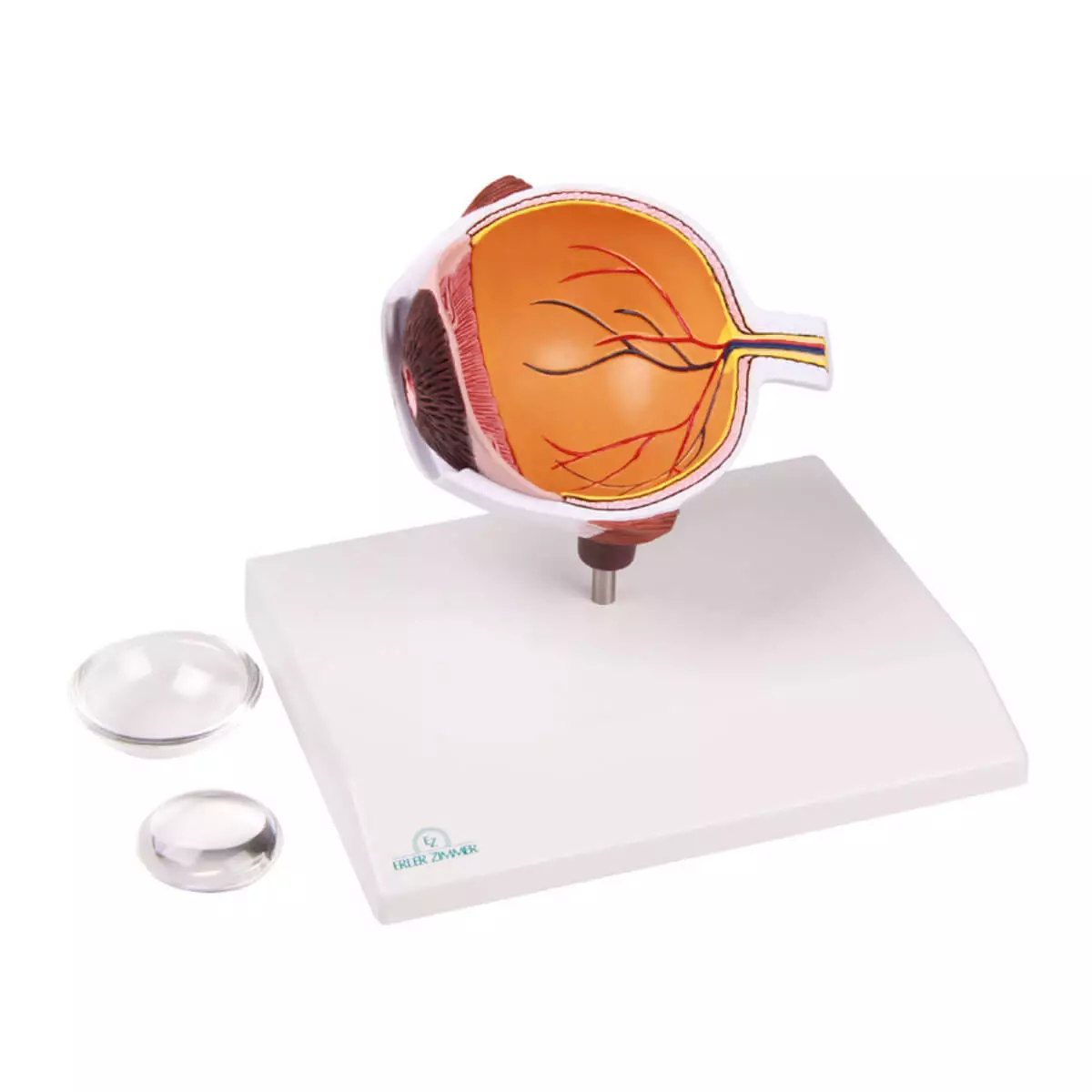  Augenhälfte vergrößert - EZ Augmented Anatomy