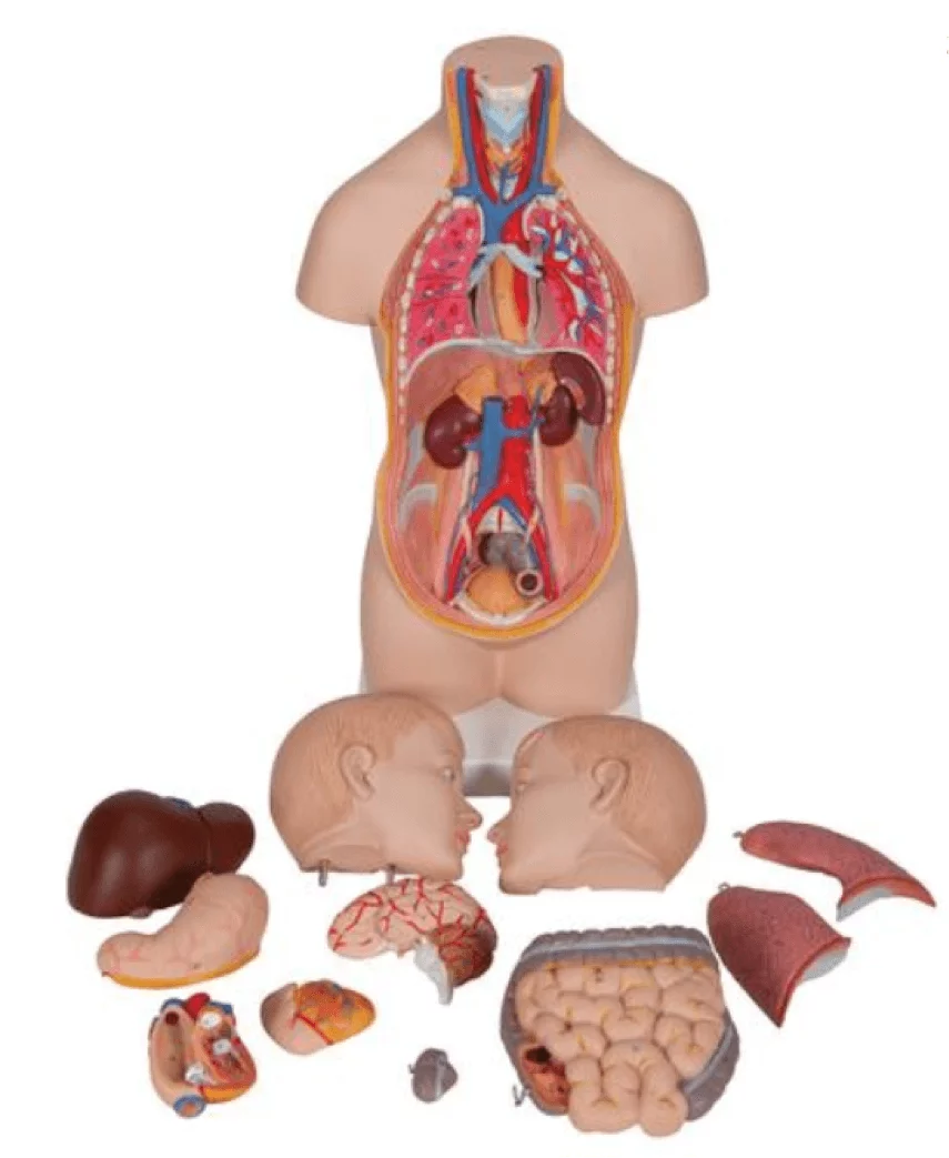  Modell Mini-Torso