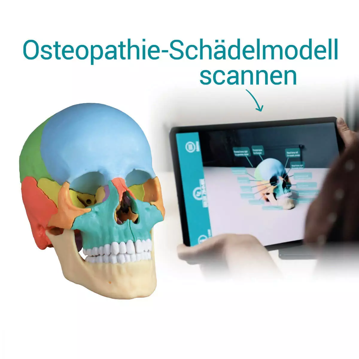  Didaktisches Schädelmodell