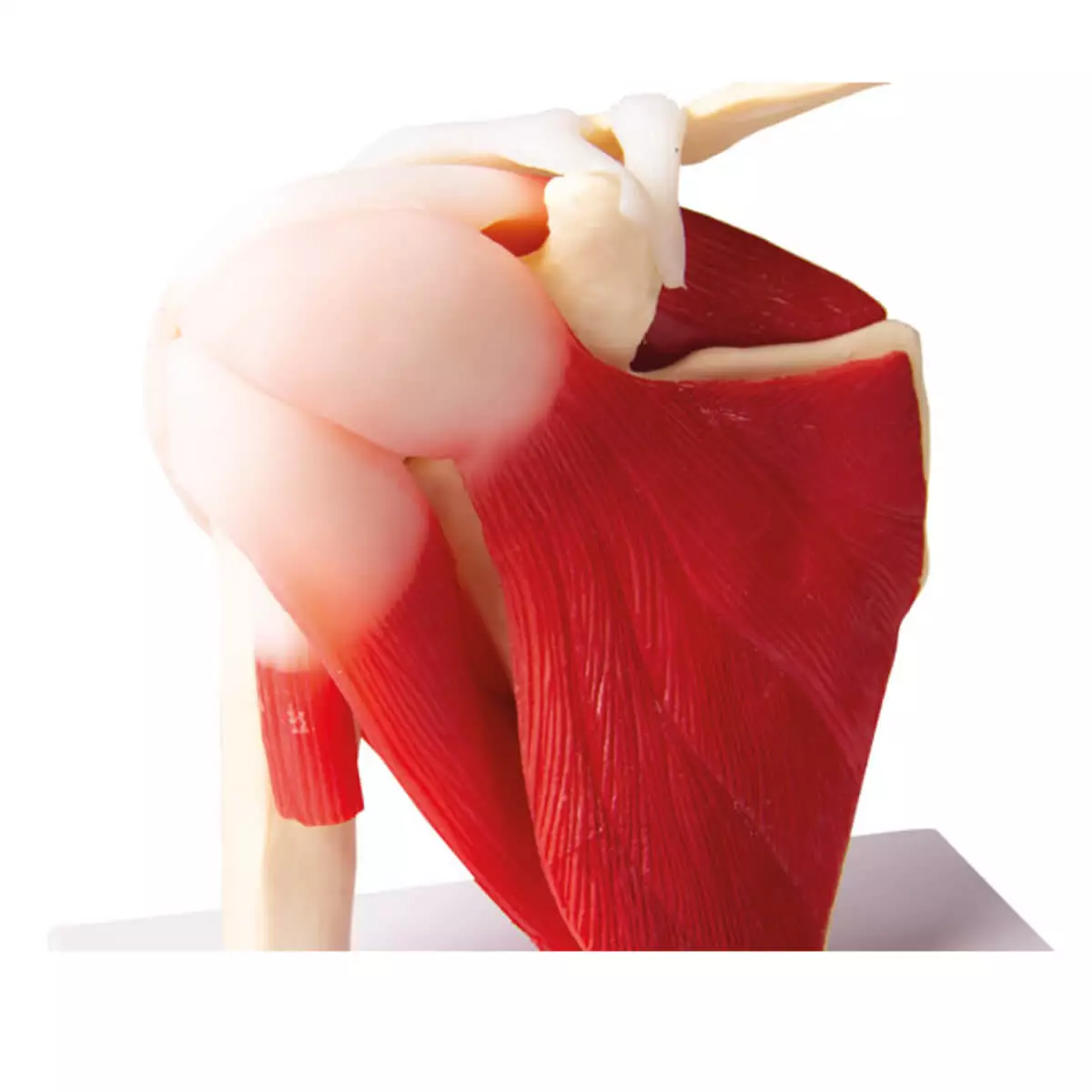  Modell Schultergelenk mit Muskulatur für EZ Augmented Anatomy Lern App