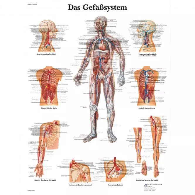  Lehrtafel – Das Gefäßsystem