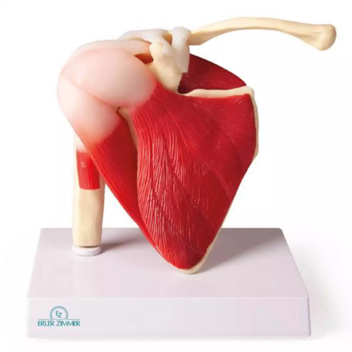  Modell Schultergelenk mit Muskulatur für EZ Augmented Anatomy Lern App