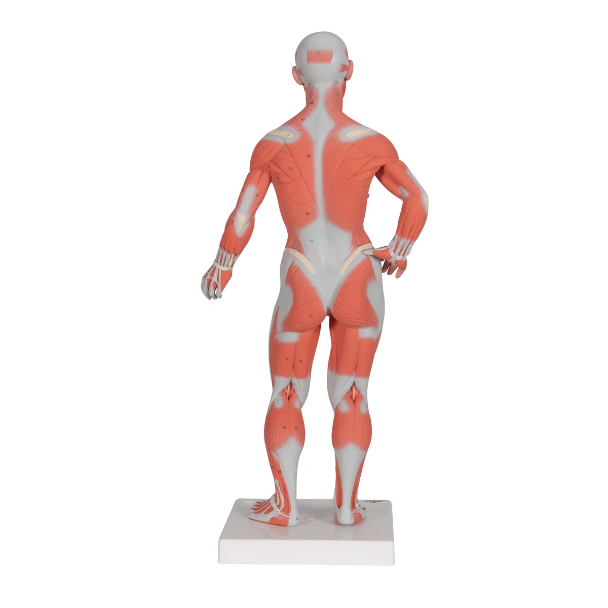  Modell Muskelfigur