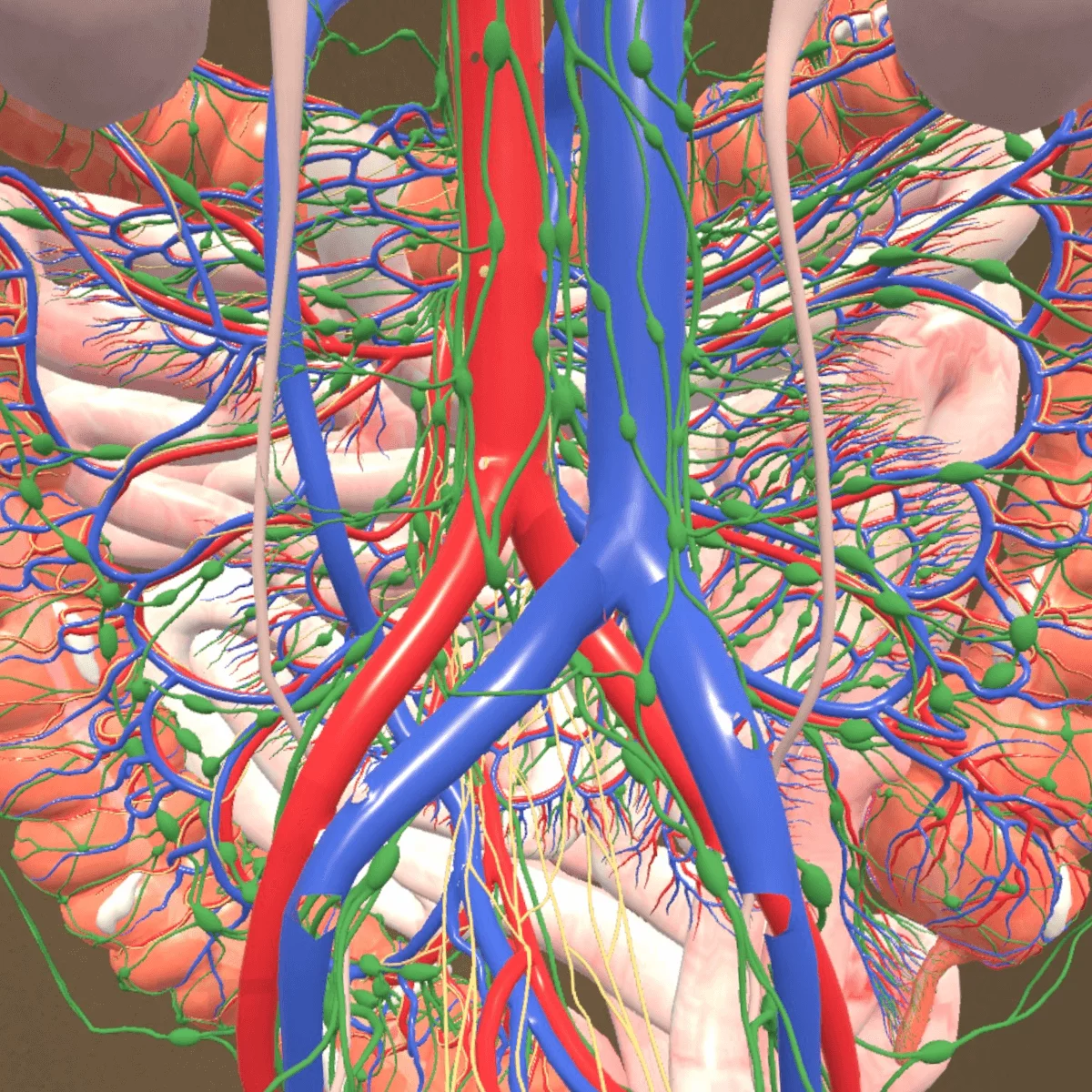  Mixed-Reality Anatomie-App "Corpus" für Meta Quest 3/3S
