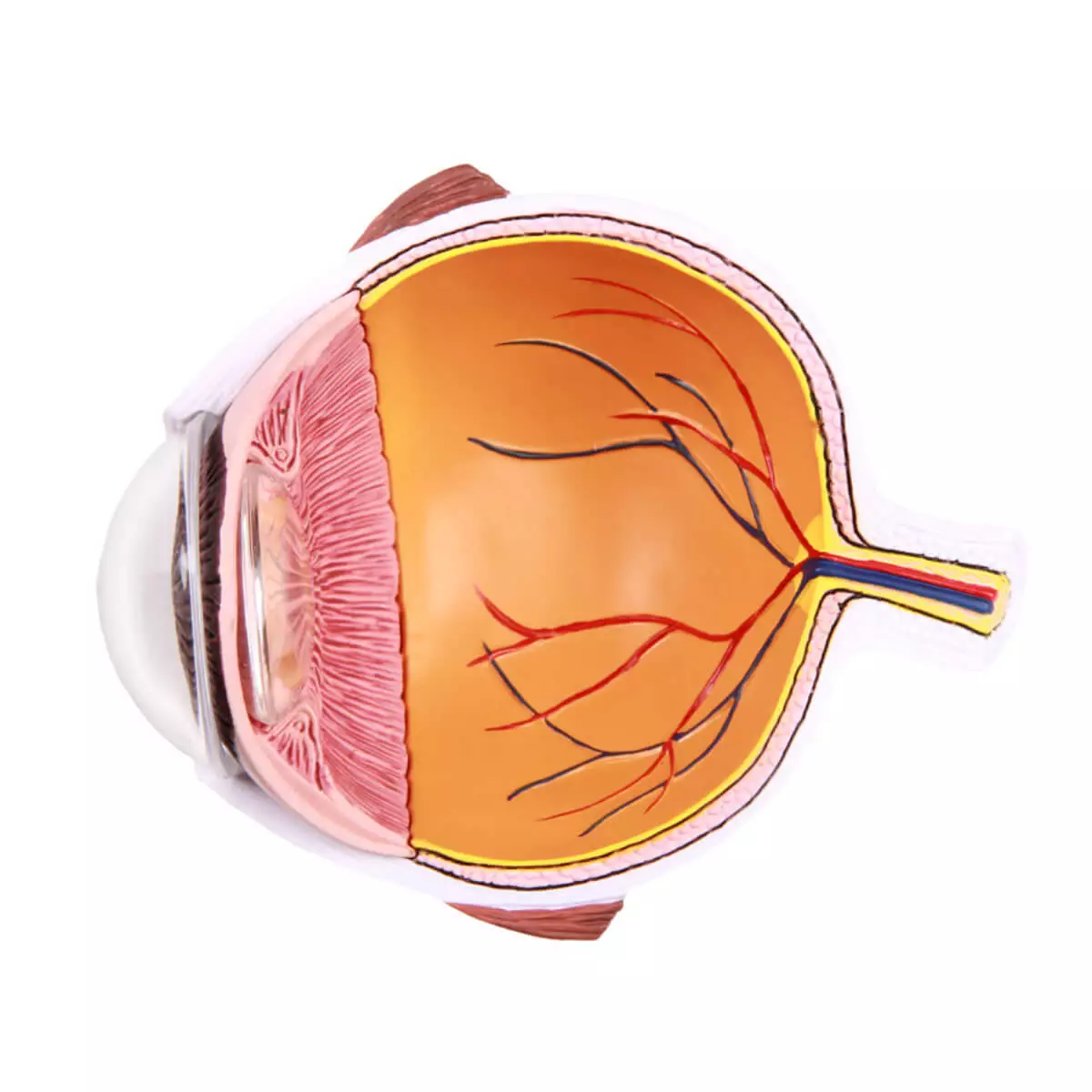  Augenhälfte vergrößert - EZ Augmented Anatomy