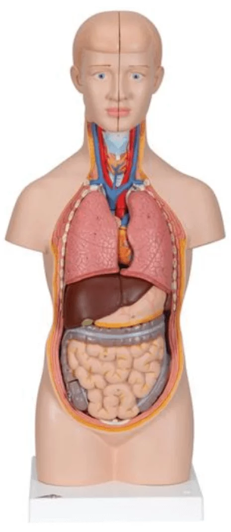  Modell Mini-Torso