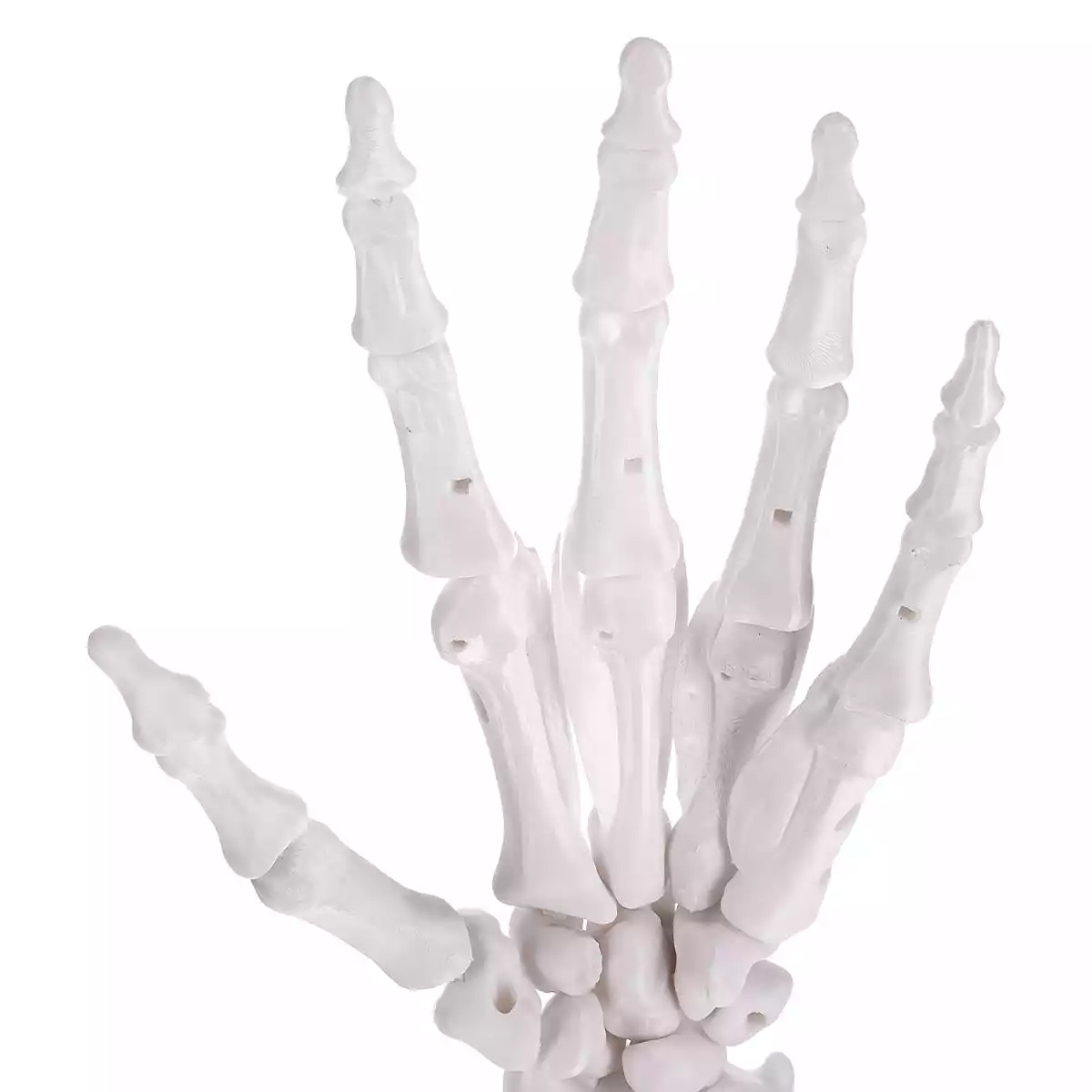  Anatomisches 3D-Puzzle der Hand "Manus"