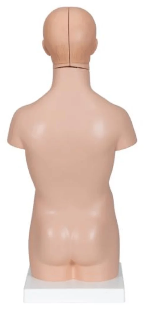  Modell Mini-Torso