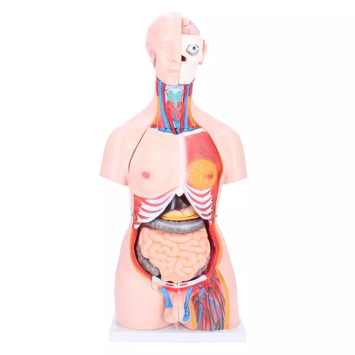  Zweigeschlechtlicher Modell-Torso