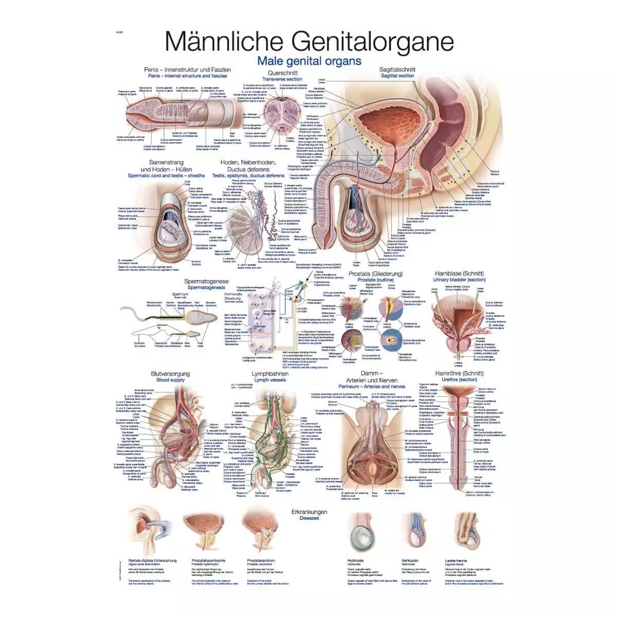  Lehrtafel – Männliche Genitalorgane