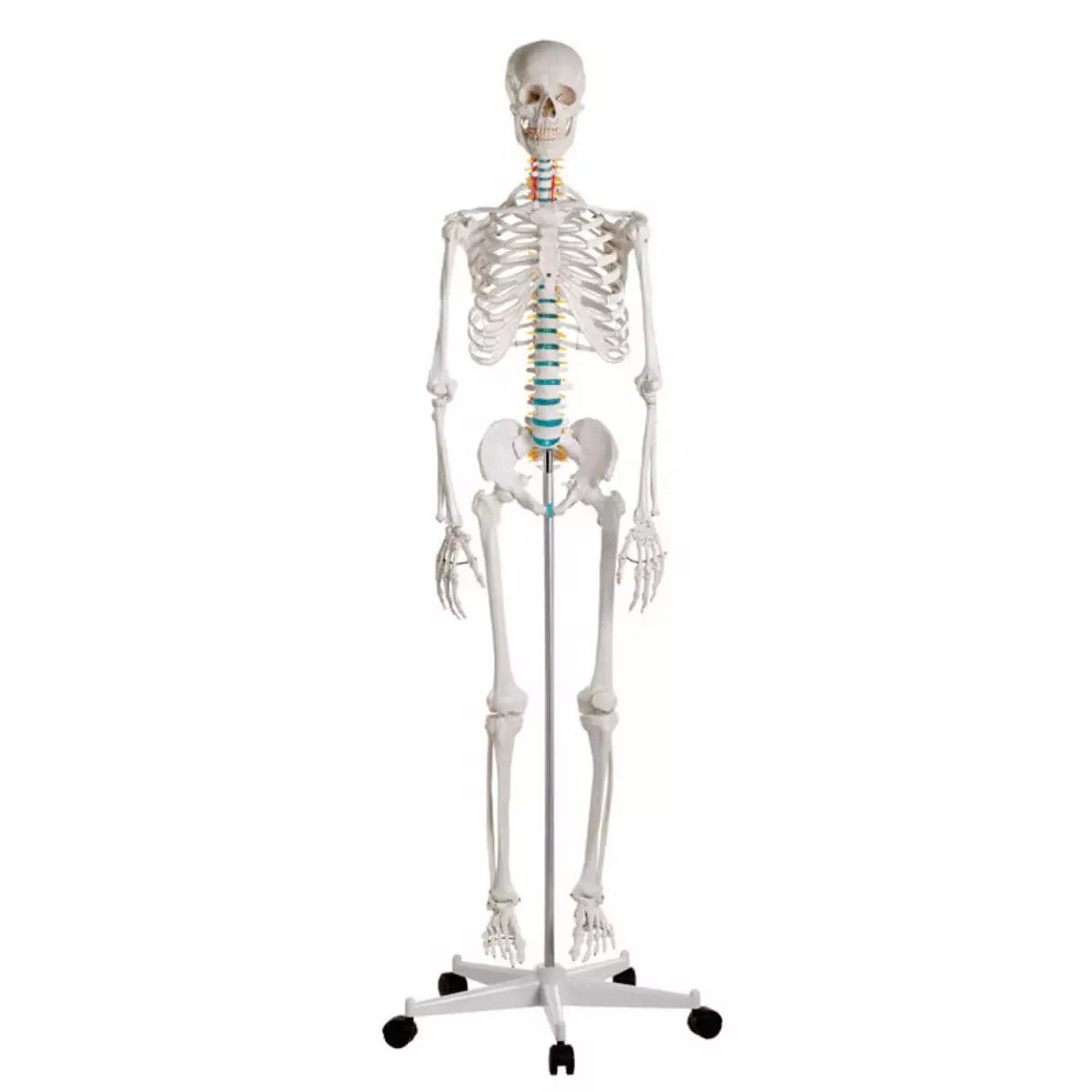  Schulskelett „Oscar“