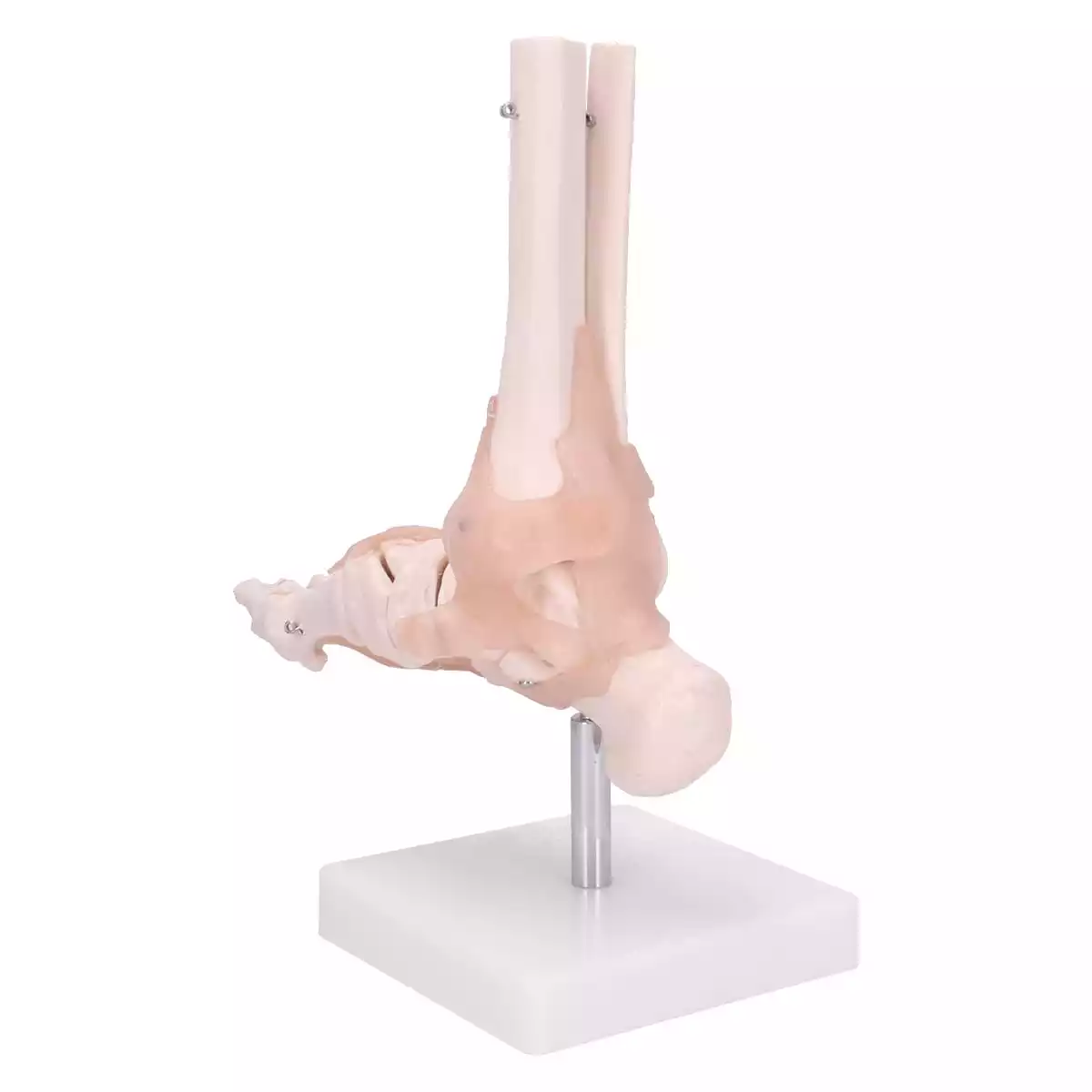  Modell Anatomisches Fuß-Skelett