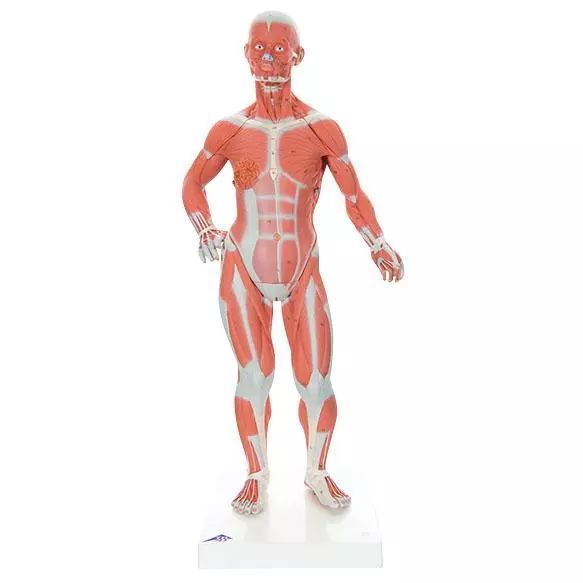  Modell Muskelfigur