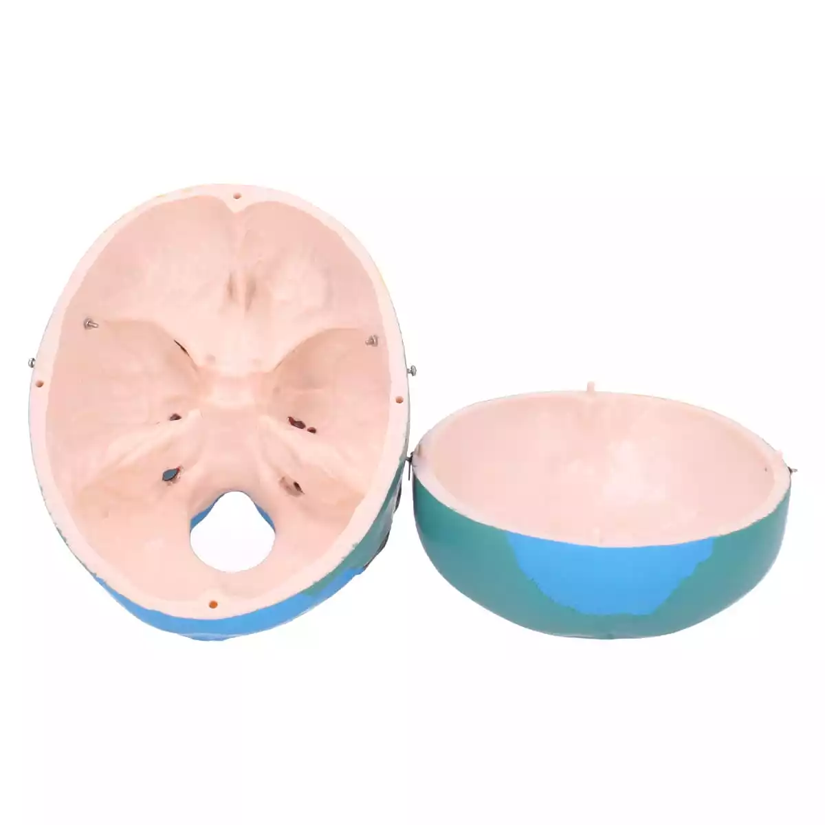  Schädelmodell mit didaktischer Farbgebung