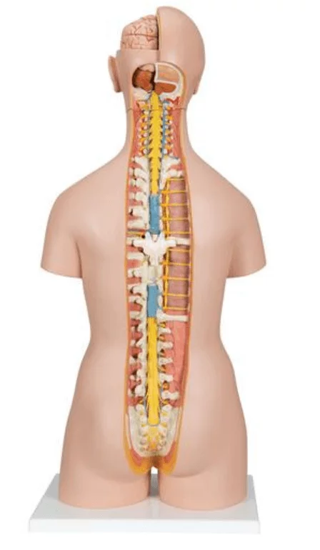  Modell Klassik-Torso mit geöffnetem Rücken