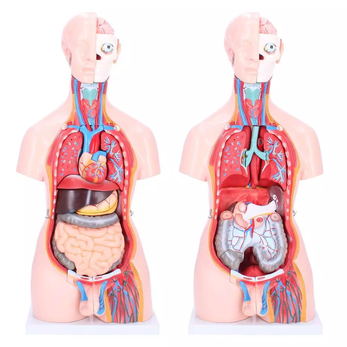 Zweigeschlechtlicher Modell-Torso