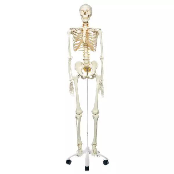  Skelett Fred