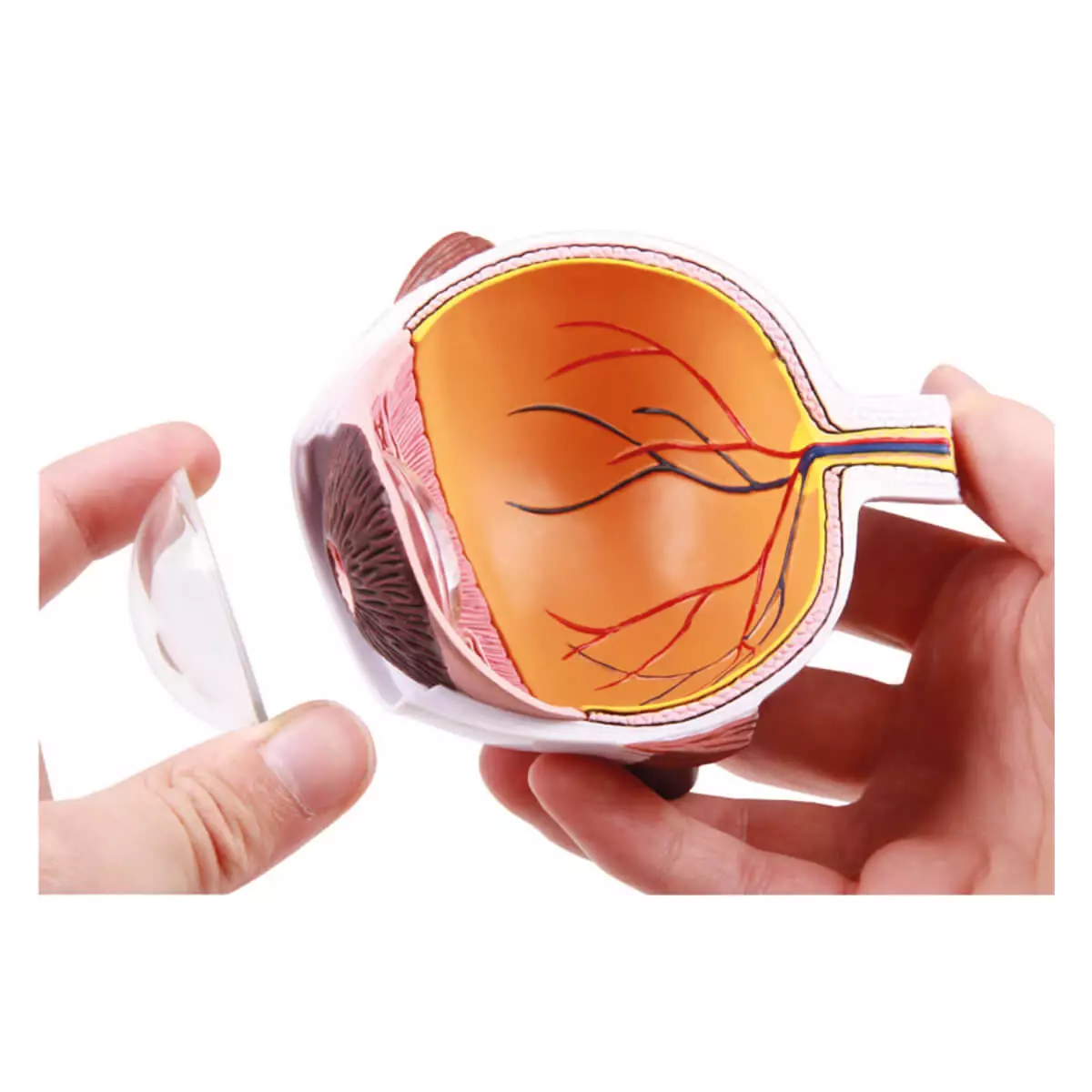  Augenhälfte vergrößert - EZ Augmented Anatomy