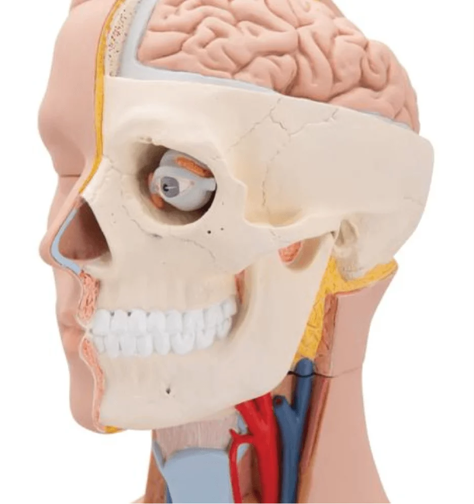  Modell Standard-Torso