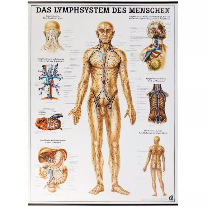  Lehrtafel – Das Lymphsystem des Menschen