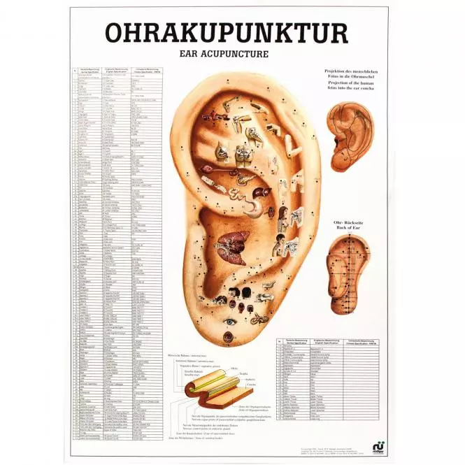  Lehrtafel – Ohrakupunktur