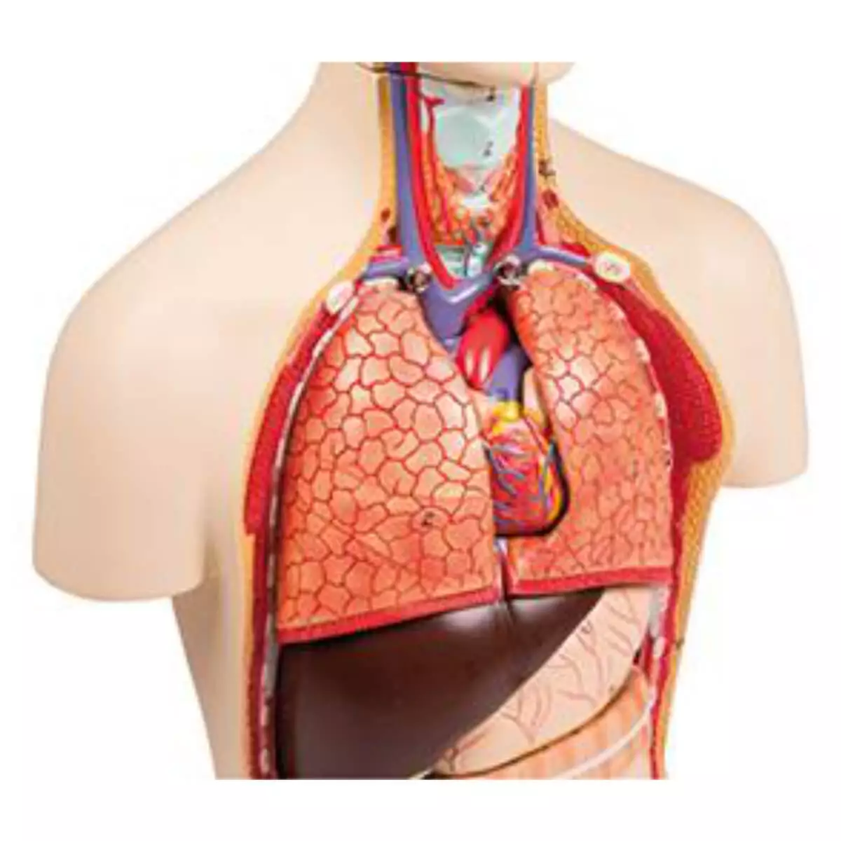 Modell Miniaturtorso