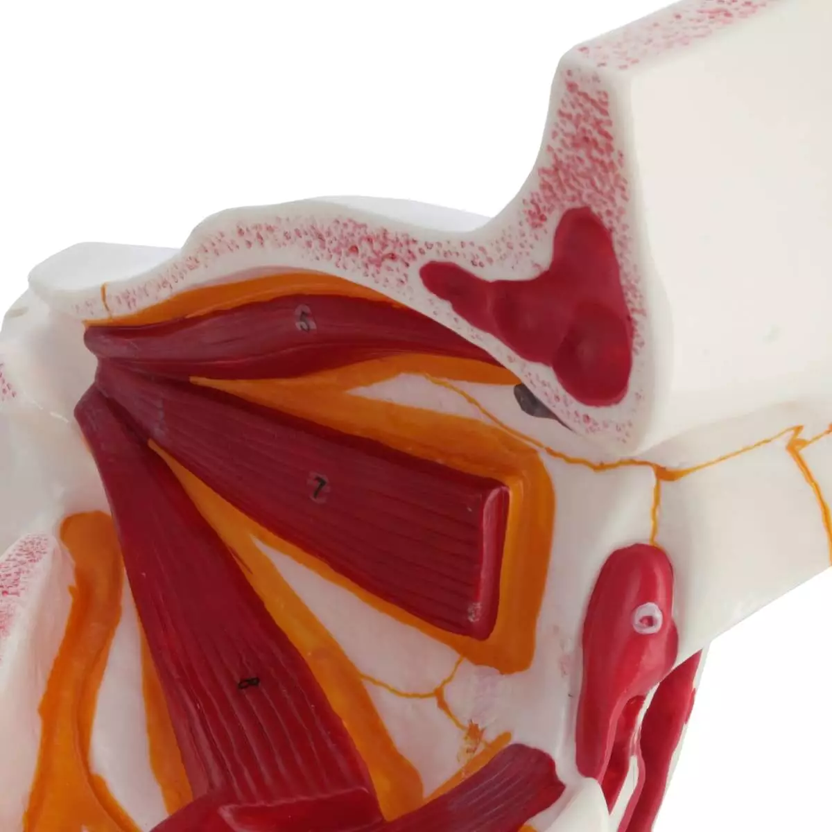  Anatomisches Modellauge