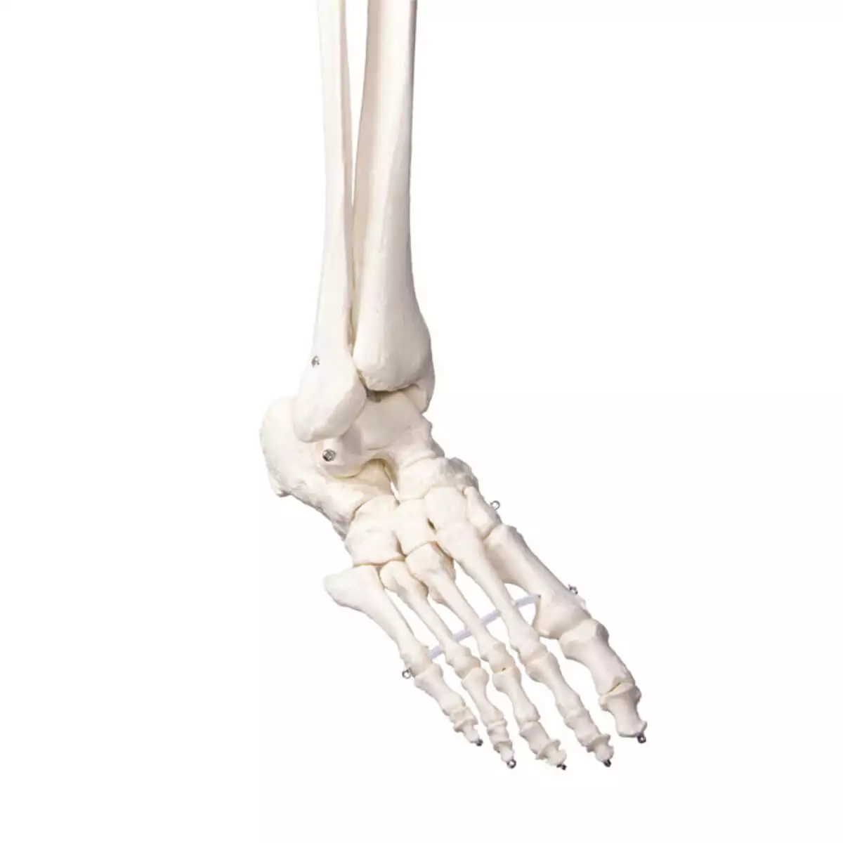  Schulskelett „Oscar“