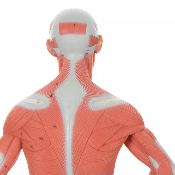  Modell Muskelfigur