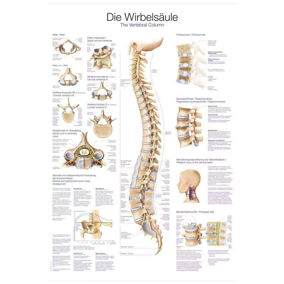  Lehrtafel – Die Wirbelsäule